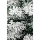 MagicHome Snowy műfenyő jutában, havas, 60 cm