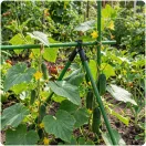 Növénytámasz csatlakozó, Plonos PL-941, fekete, átmérő: 1, 1 cm, A típus, forgó zsanéros, PE műanyag, 4 db-os csomag (TE494110)
