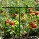 Növénytámasz csatlakozó, Plonos PL-941, zöld, átmérő: 1, 1 cm, 3-as típus, T alakú, 70 mm magas, PE műanyag, 4 db-os csomag (TE494140)